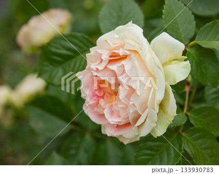 Close-up David Austin White and Pink Rose bud in the garden with copy space for text. Floral background for holidays, beauty and nature. 133930783