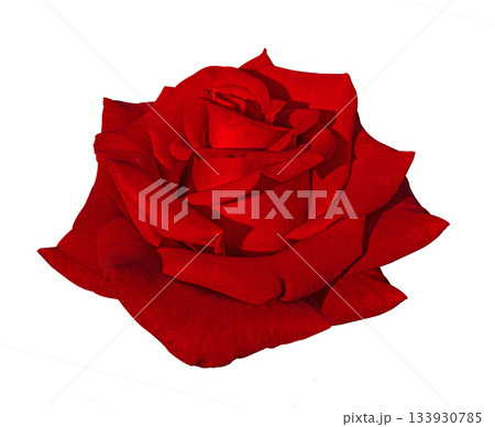 Close-up Beautiful Red Rose flower Head isolated on a white background with clipping path. Floral design element for cards, invitations, posters. 133930785