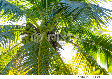 南国のヤシのみ 133930820