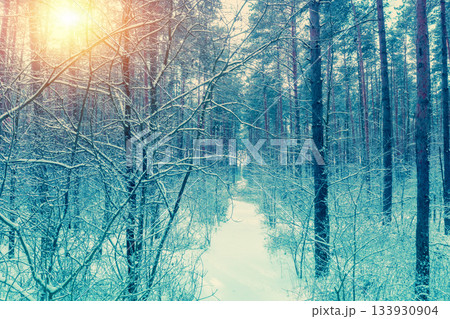 Pine forest covered with snow. Christmas background 133930904