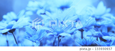 Vintage flower background at sunset light Horizontal banner 133930937