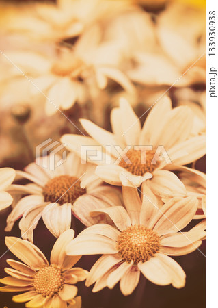 Vintage flower background at sunset light. Vertical banner Vintage flower background at sunset light. Vertical banner 133930938