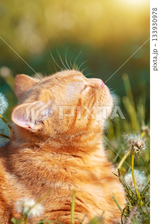 Portrait of a little kitten lying on the dandelion lawn. Cat enjoying spring. Vertical banner Portrait of a little kitten lying on the dandelion lawn. Cat enjoying spring. Vertical banner 133930978