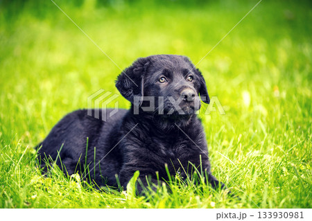Portrait of a cute little puppy sitting on the grass in the summer garden Portrait of a cute little puppy sitting on the grass in the summer garden 133930981