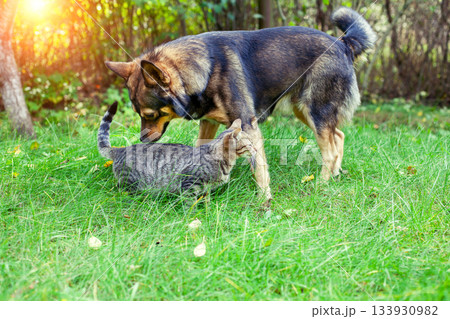 Cat and dog walking together on the grass in the summer garden Cat and dog walking together on the grass in the summer garden 133930982