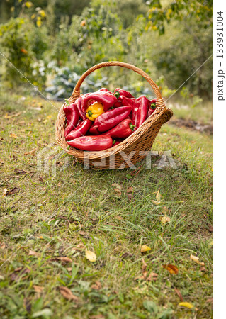 Red and yellow bell peppers 133931004
