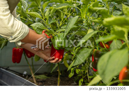 Hands harvesting fresh, ripe bell peppers Hands harvesting fresh, ripe bell peppers 133931005