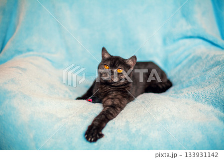 Cute chocolate cat with orange eyes resting on a blue blanket 133931142