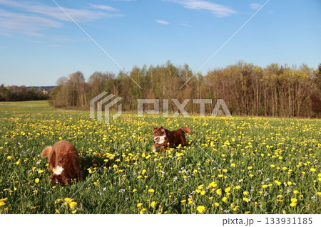 Two dogs are running in a field of yellow flowers Two dogs are running in a field of yellow flowers 133931185