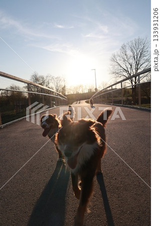 Two dogs are running on a bridge, one of them is brown and the other is white Two dogs are running on a bridge, one of them is brown and the other is white 133931206