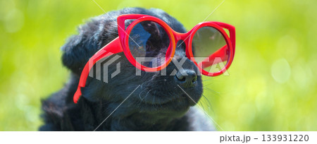 Funny Labrador puppy looks through big red sunglasses. Horizontal banner Funny Labrador puppy looks through big red sunglasses. Horizontal banner 133931220