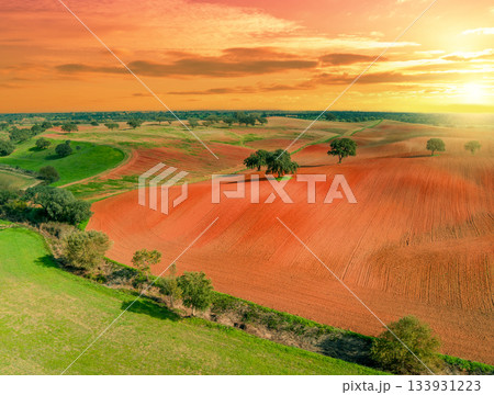 Arable field in autumn at sunset. Olive trees on the field. Rural landscape. Rolling fields on the hills. Alvalade, Portugal 133931223