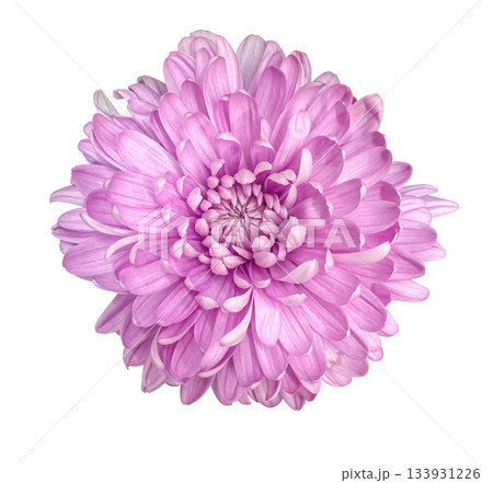 Close-up Pink Chrysanthemum bud isolated on white background with clipping path. Floral design element for cards, invitations, posters. Top view. Flat lay 133931226