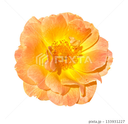 Close-up Morden Sunrise Rose flower with a beautiful coral and yellow blend shrub rose on white background with clipping path. Floral design element for cards, invitations, posters. 133931227