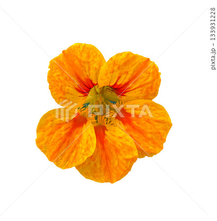 Beautiful Orange Nasturtium Flower Nose-twister isolated on a white background with clipping path. Floral design element for cards, invitations, posters. 133931228