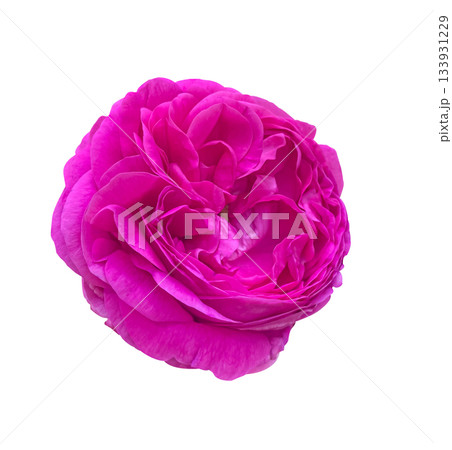Close-up Pink Rose Romantic vintage with curly petals flower isolated on white background with clipping path. Floral design element for cards, invitations, posters. Close-up Pink Rose Romantic vintage with curly petals flower isolated on white background with clipping path. Floral design element for cards, invitations, posters. 133931229