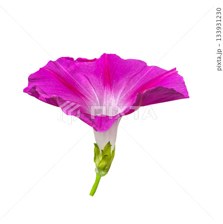 Purple Bindweed flower isolated on white background with clipping path. 133931230