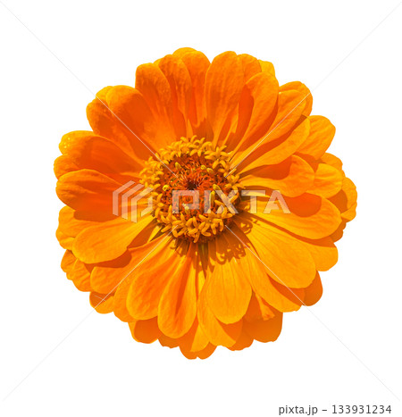 Close-up of a bright Orange Zinnia flower in bloom isolated on a white background with clipping path. Floral design element for cards, invitations, posters. 133931234
