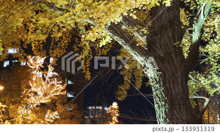 日本大通りのイルミネーション 133931319