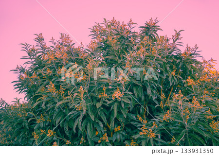 Blooming medlar branches against the background of a pink sunset sky. Natural background 133931350