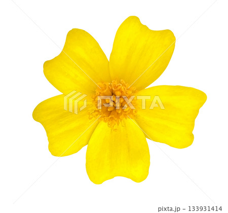 Yellow Tagetes Tenuifolia flower isolated on white background with clipping path. Floral design element for cards, invitations, posters. Yellow Tagetes Tenuifolia flower isolated on white background with clipping path. Floral design element for cards, invitations, posters. 133931414