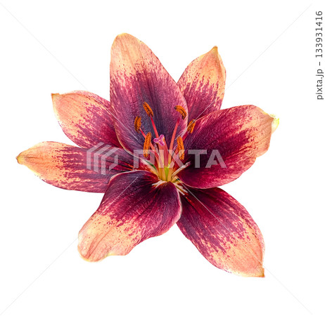 Close up of Asiatic beautiful Garden Lily Forever Susan isolated on white background with clipping path. Floral design element for cards, invitations, posters. 133931416
