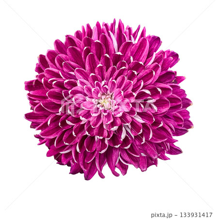 Purple Chrysanthemum Isolated on White Background with clipping path. 133931417