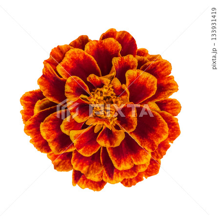 Close-up Red and Yellow Marigold or Tagetes patula flower isolated on white background with clipping path. Floral design element for cards, invitations, posters. Top view. Flat lay 133931419