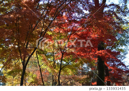 平林寺 紅葉 平林寺 紅葉 133931435