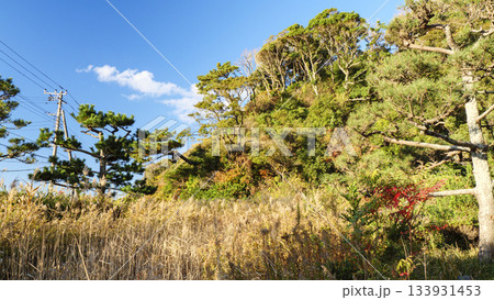 東京湾の浦賀水道の観音崎の冬 133931453