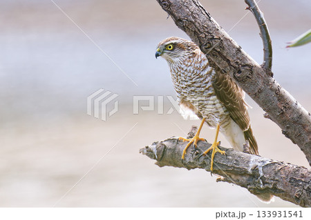川辺の枝に留まるハイタカ幼鳥 133931541