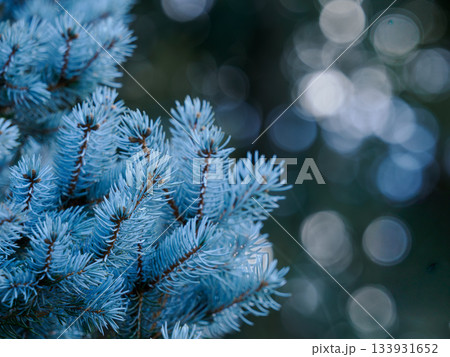 初冬の葉色が銀青色のコロラドトウヒ 133931652