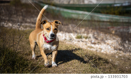 Friendly Dog With Red Collar Exploring Outdoors On a Sunny Trail By Grassy Path Field 133931703