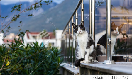 Black And White Cat Sitting On Balcony Railing With Reflection In Glass, City View Backdrop 133931727