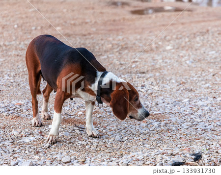 Curious Beagle Sniffs Ground In Outdoor Gravel Field Wearing A Collar At Dusk Curious Beagle Sniffs Ground In Outdoor Gravel Field Wearing A Collar At Dusk 133931730