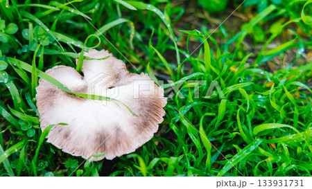 Mushroom Growing Among Fresh Green Grass After Rain in a Quiet Garden Patch 133931731