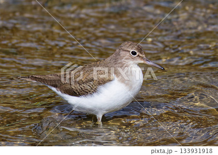 水辺を歩くイソシギ 133931918