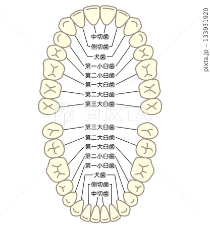 歯の名称 歯列 歯の名称 歯列 133931920