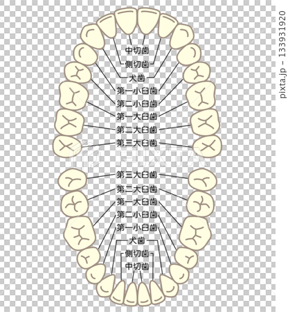 牙齒的名稱：牙列 133931920