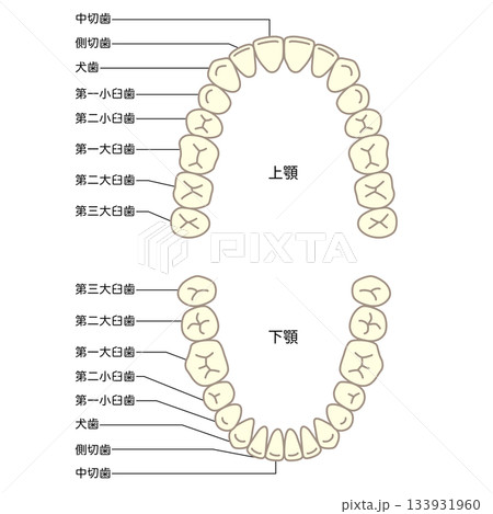 歯の名称　歯列 133931960