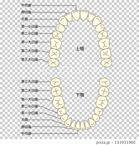 歯の名称　歯列 133931960