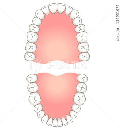 歯列 上顎と下顎 歯列 上顎と下顎 133931973