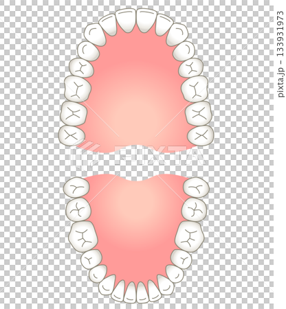 歯列 上顎と下顎 歯列 上顎と下顎 133931973