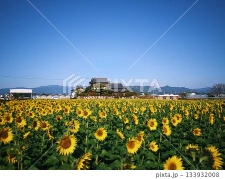 ひまわり畑 ひまわり畑 133932008