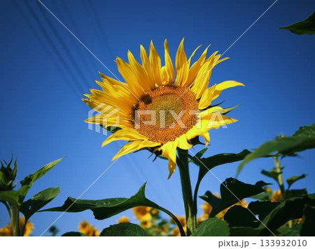 ひまわり畑 133932010