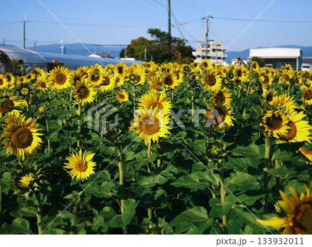 ひまわり畑 133932011
