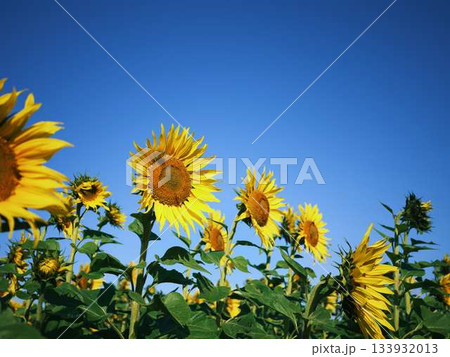 ひまわり畑 133932013