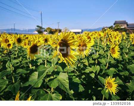 ひまわり畑 133932016
