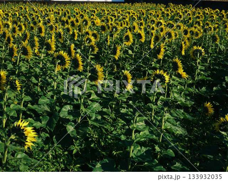 ひまわり畑 133932035