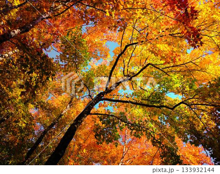 《高知県》紅葉 《高知県》紅葉 133932144
